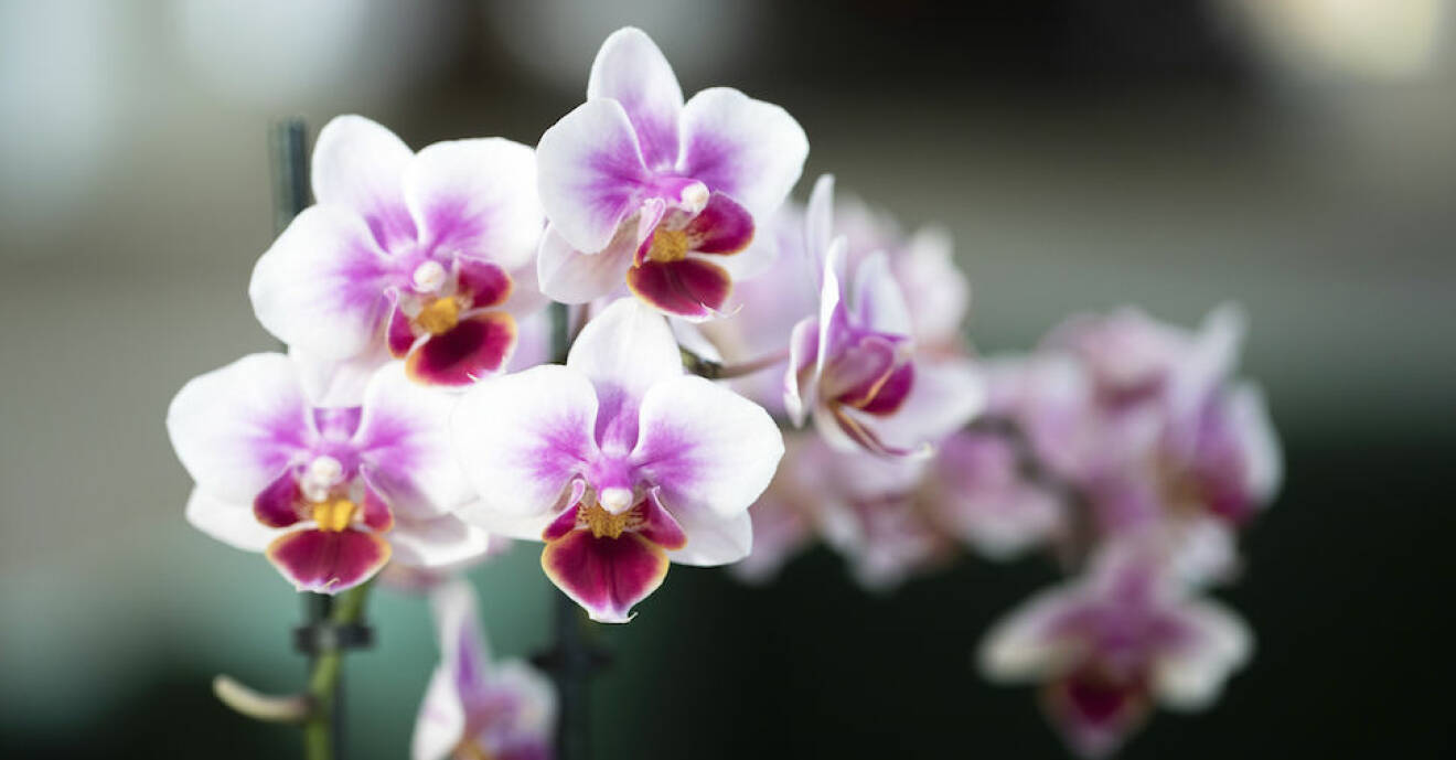 Fina orkidéer med rätt vattning