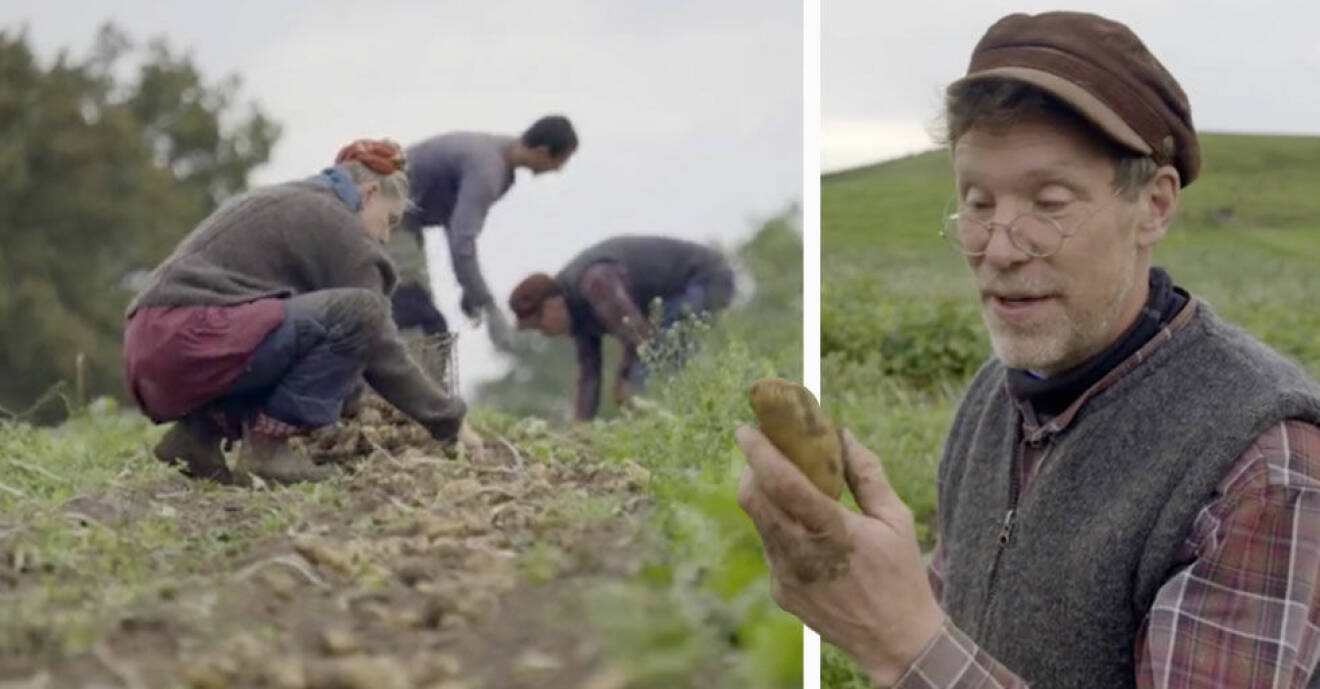 I veckans Mandelmanns gård skördar Marie och Gustav Mandelmann potatis.