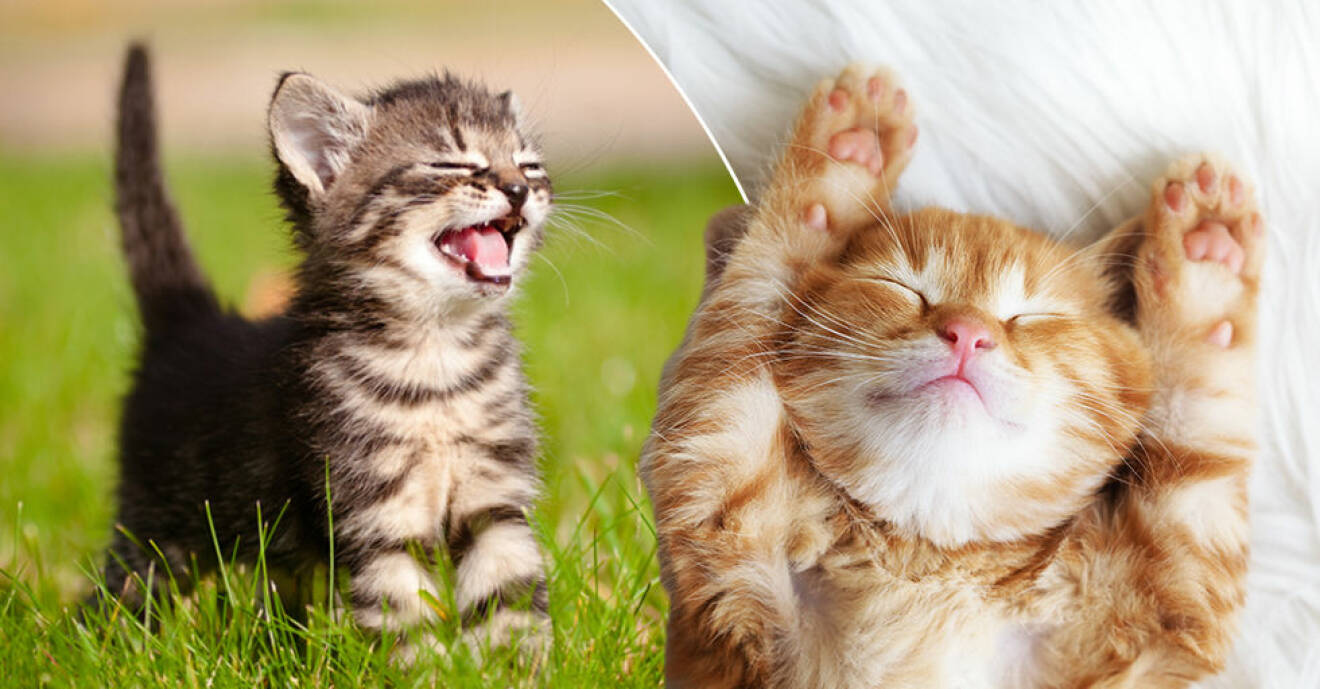 De populäraste kattnamnen just nu – för både hankatter och honkatter.