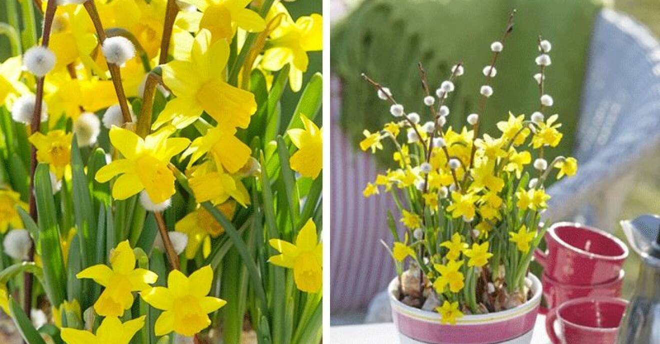 Narcisser, såsom påskliljor, är perfekta till trädgården i påsk.