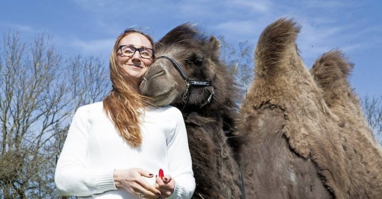 Kamelen Judit tillsammans med matte Anna-Carin