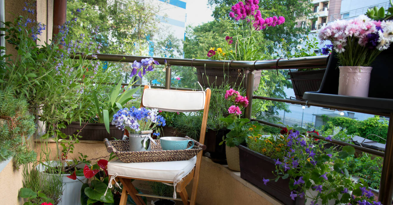 Blommor som trivs på skuggig balkong