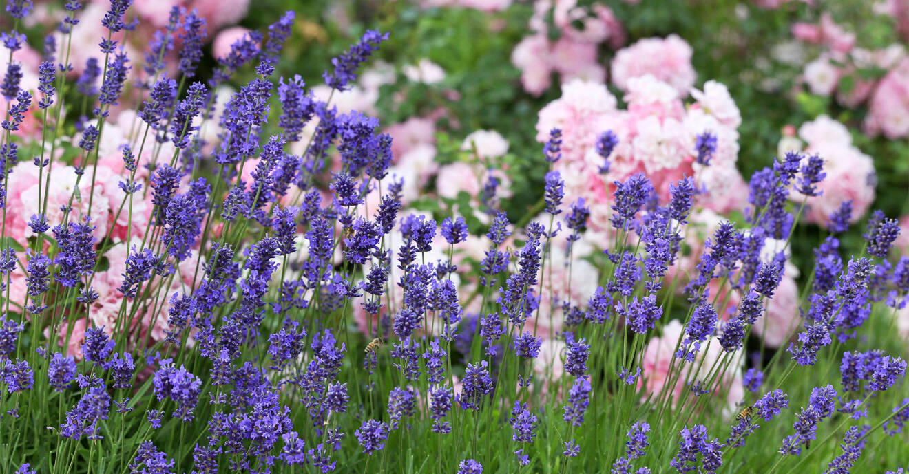 Lavendel som är enkel att lyckas med om du har rätt art.
