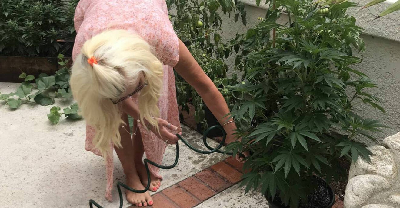Maria Montazami vattnar en marijuanaplanta hos dottern Hanna
