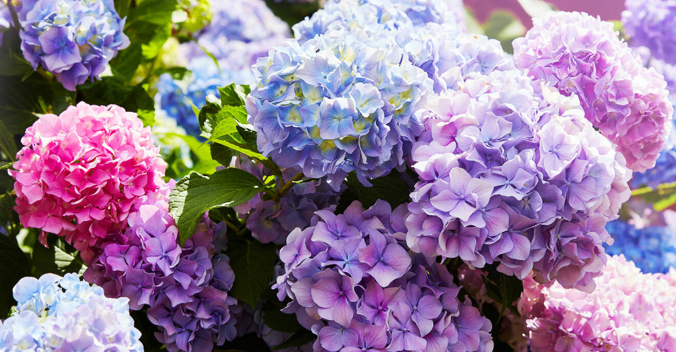 Hortensia i blå, lila och rosa toner