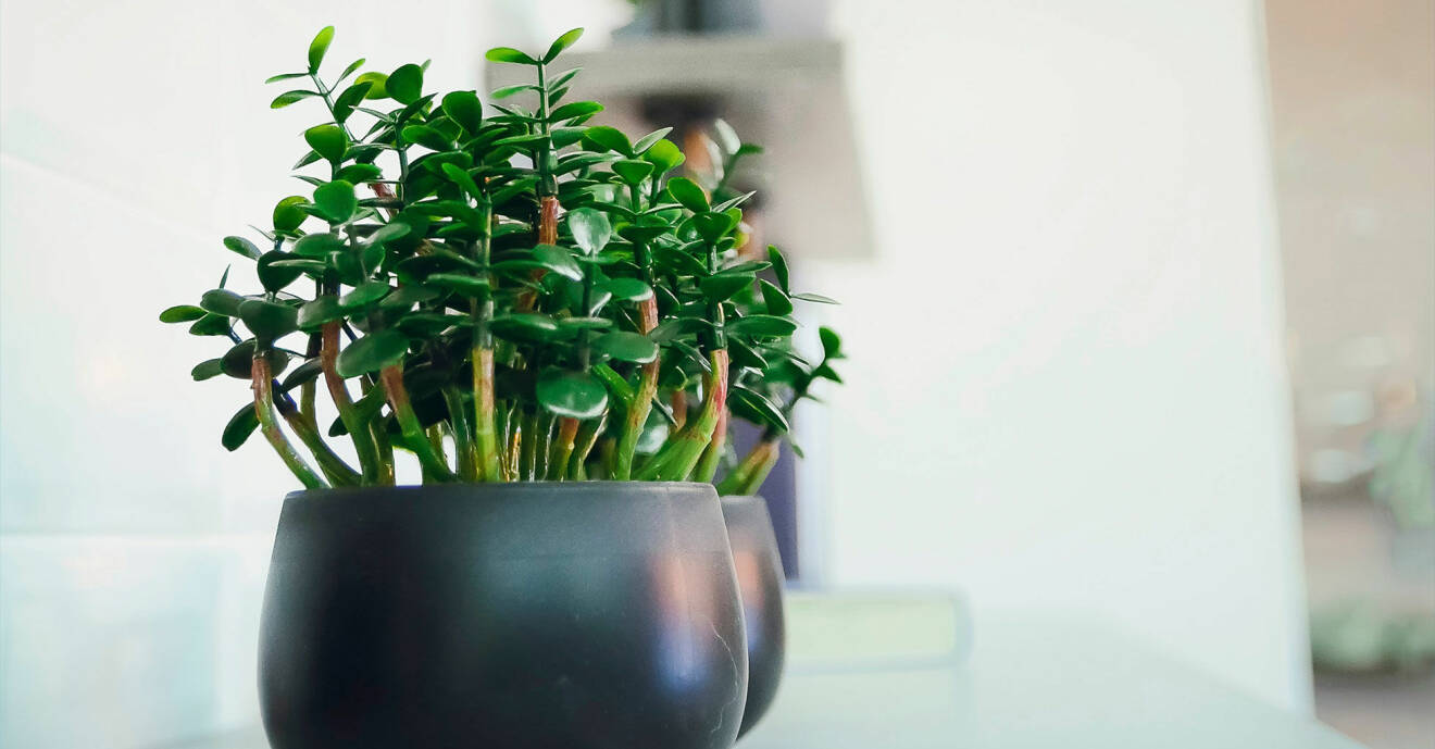 Här är krukväxterna som ger bättre luft i hemmet.