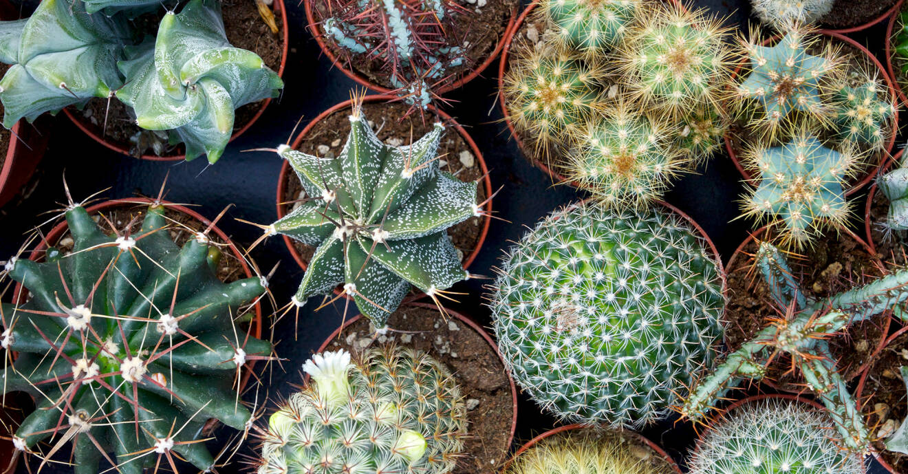 Olika typer av kaktusar på ett bord