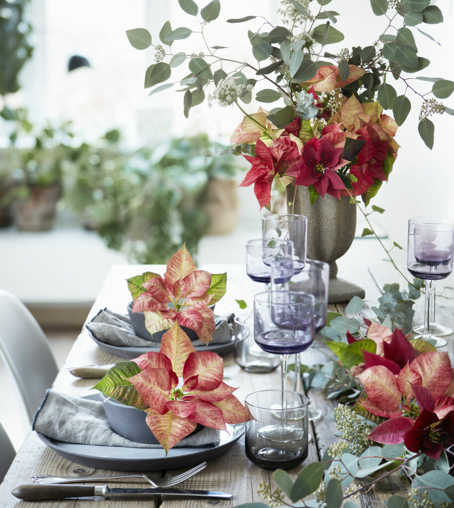 Var inte rädd för att använda rikligt med blommor när du dukar. Juldukning med pampiga julstjärnor.