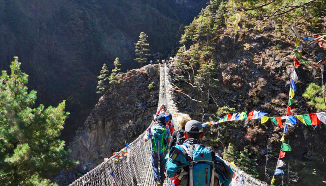 På de gungande hängbroarna finns risk att få möte med stora jakar. Människor klättrar över en hängbro i Nepal.