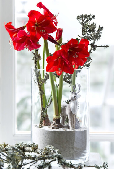 Plantera amaryllis med lökar i sand! Amaryllis med lök planterad i sand.