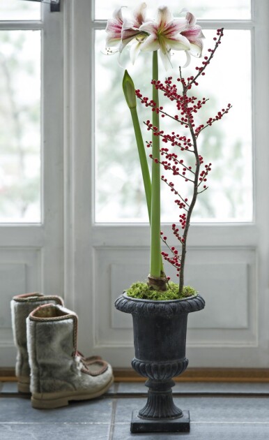 En riktigt lång amaryllis ger ett ståtligt intryck. Lång amaryllis planterad i urna.