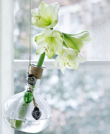 En gammal vinkaraff passar perfekt som vas. Vit amaryllis på snitt i vinkaraff.
