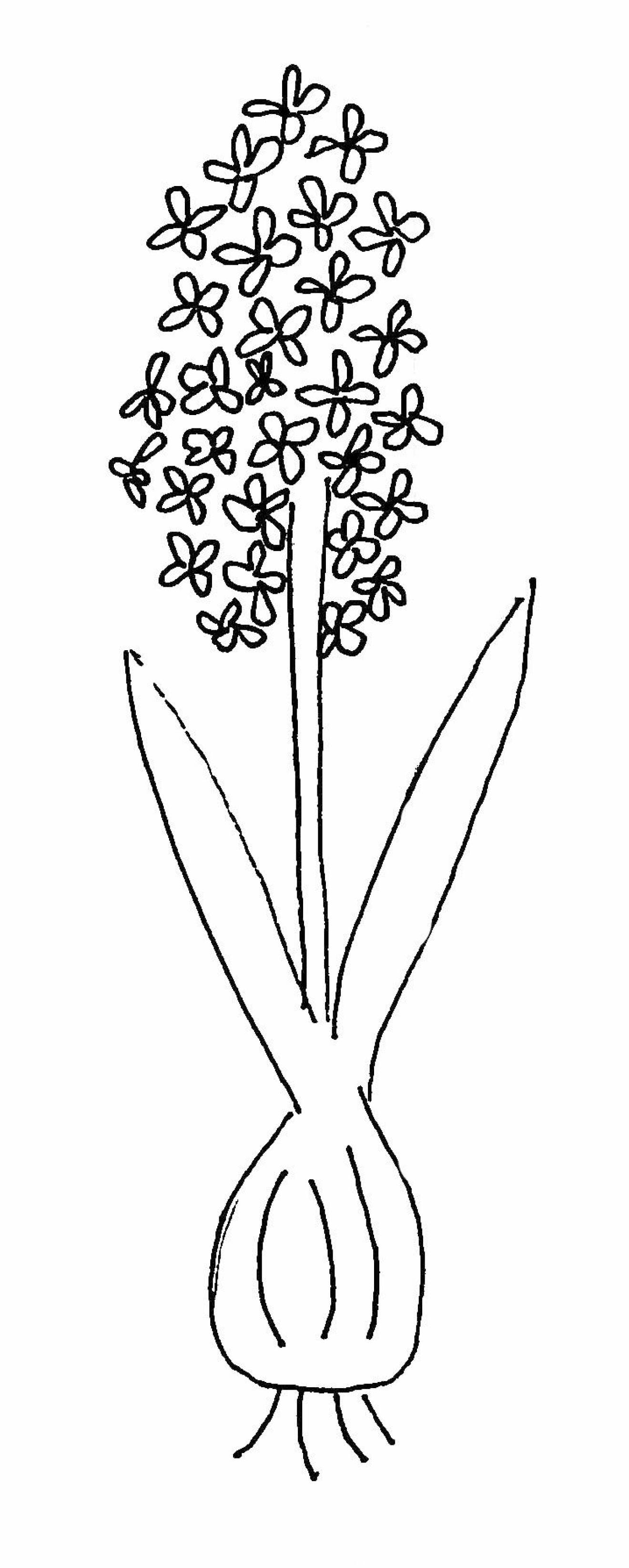 Diagram broderad hyacint