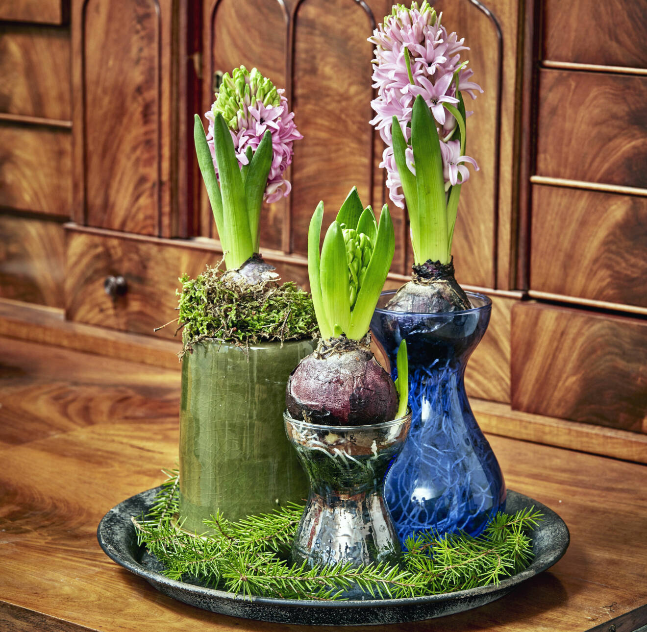 Hyacinter i hyacintglas och krukor på bricka.