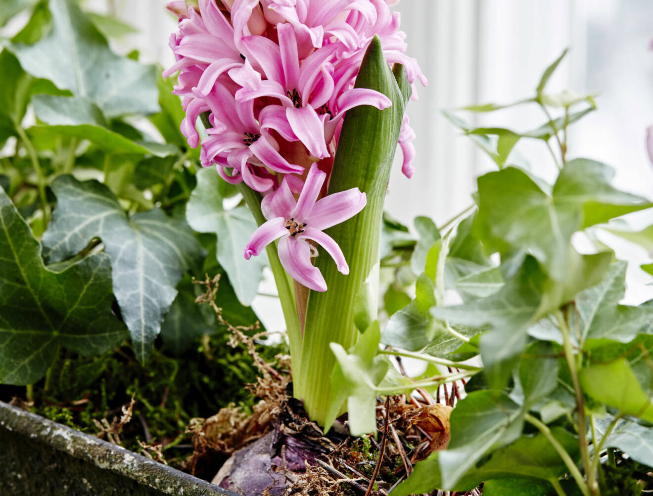 Hyacint planterad i avlång kruka tillsammans med övriga blommor.
