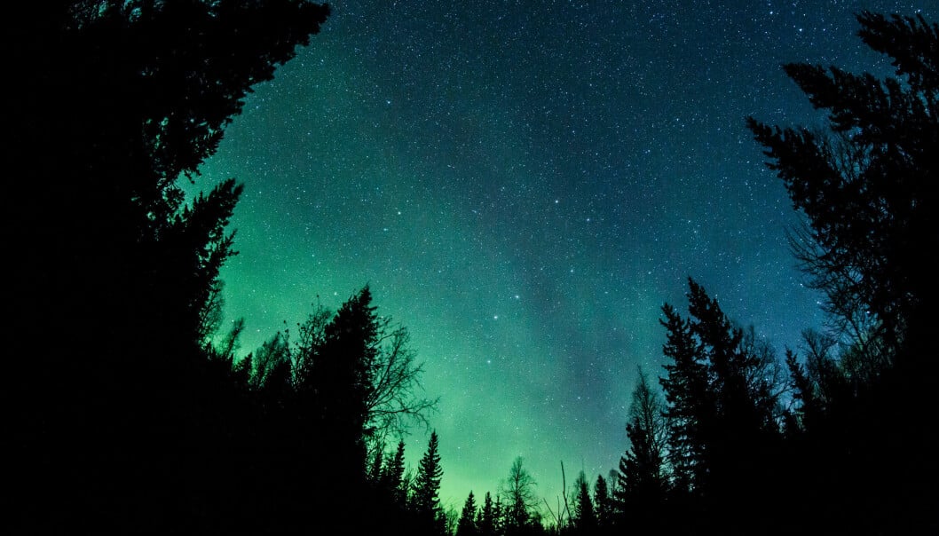 Upplev det magiska norrskenet i Åre. Foto: Shutterstock/TT Vackert norrsken syns på himlen ovanför en skog.