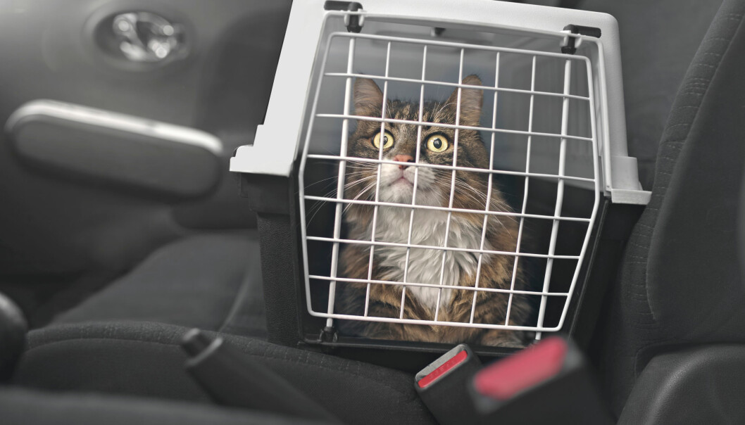 Katten ska sitta i en säker bur under bilfärden. Foto: Shutterstock/TT En katt sitter i en bur inne i en bil.