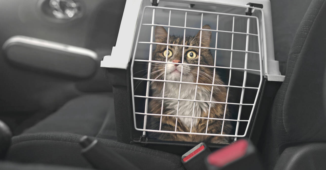 En katt sitter i en bur inne i en bil.