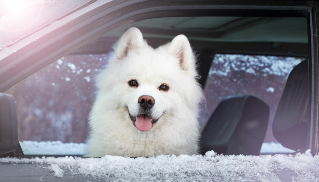 Förbered din hund eller katt på den kommande långresan genom att åka kortare sträckor i bilen redan på förhand. Foto: Shutterstock/TT Vit fluffig hund sitter i framsätet av en bil vintertid.