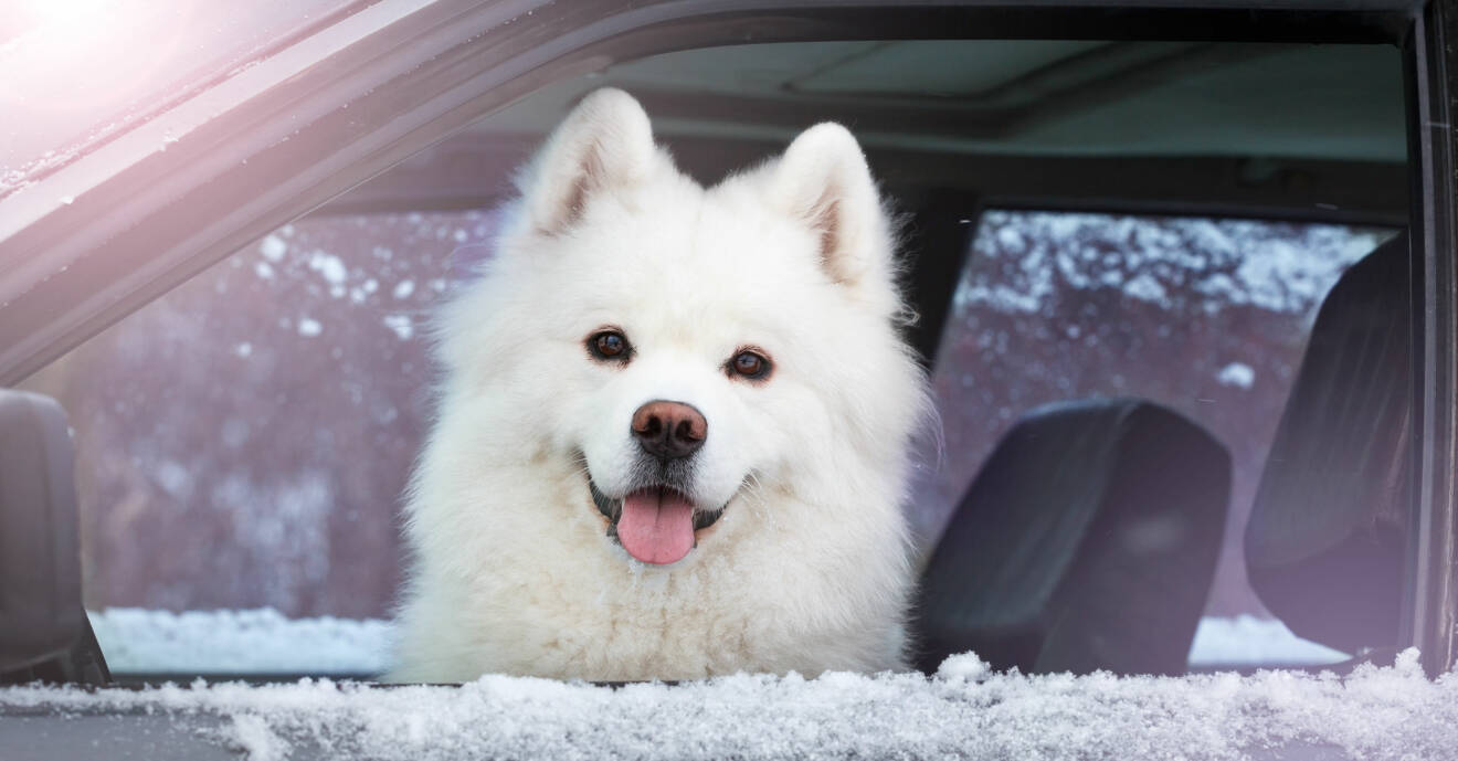 Vit fluffig hund sitter i framsätet av en bil vintertid.
