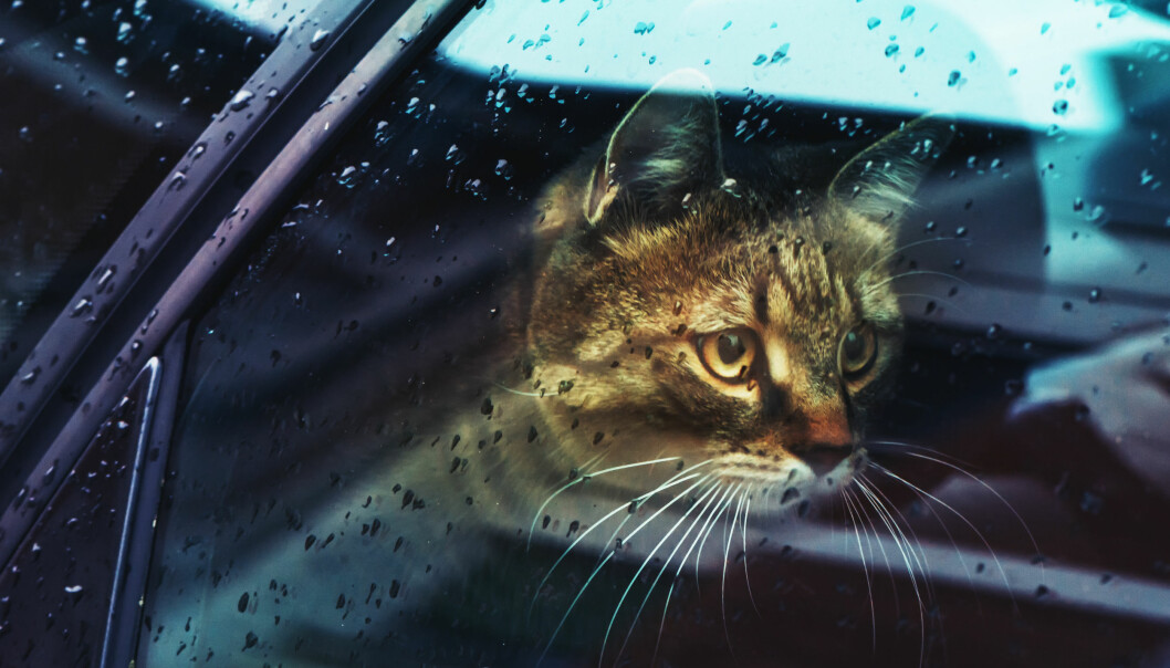 Om det finns risk för väldigt höga eller väldigt låga temperaturer – lämna inte ditt djur ensam i bilen. Foto: Shutterstock/TT3 En ensam katt tittar ut genom bilfönstret.