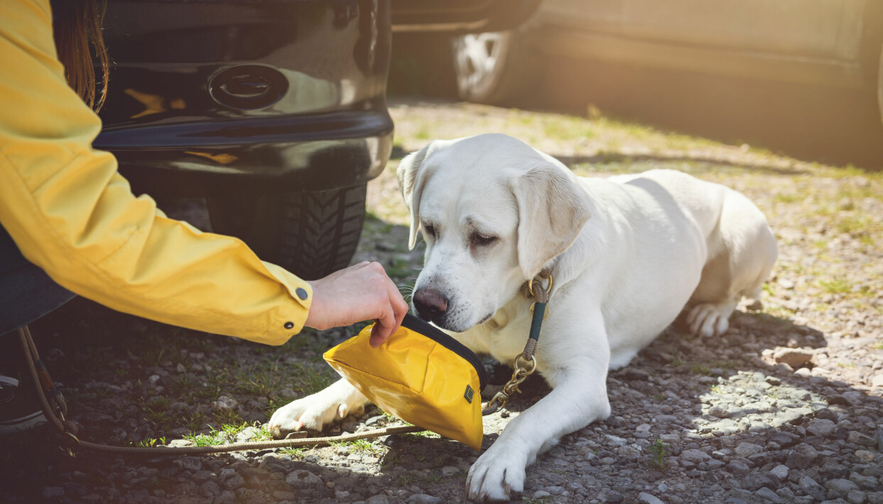 Ge ditt husdjur vatten med jämna mellanrum under resans gång. Foto: Shutterstock/TT En hund får vatten av sin ägare på en rastplats.