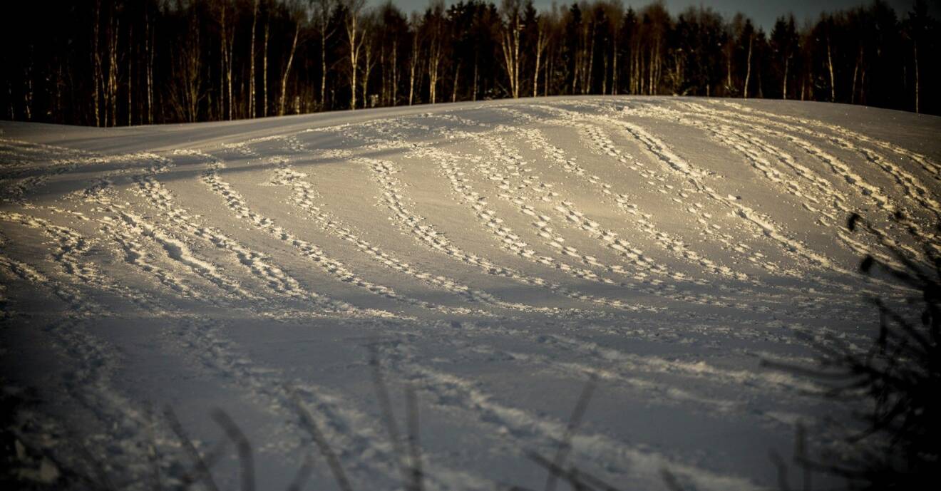 Massor av spår i snön vid skallgången efter Janne Jemtland.