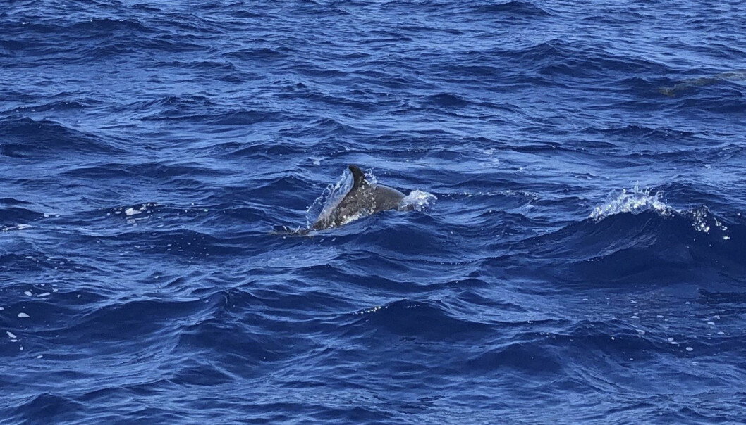 En delfin simmar bredvid Anns och Mats båt. En delfin simmar i vågorna i det blåa havet.