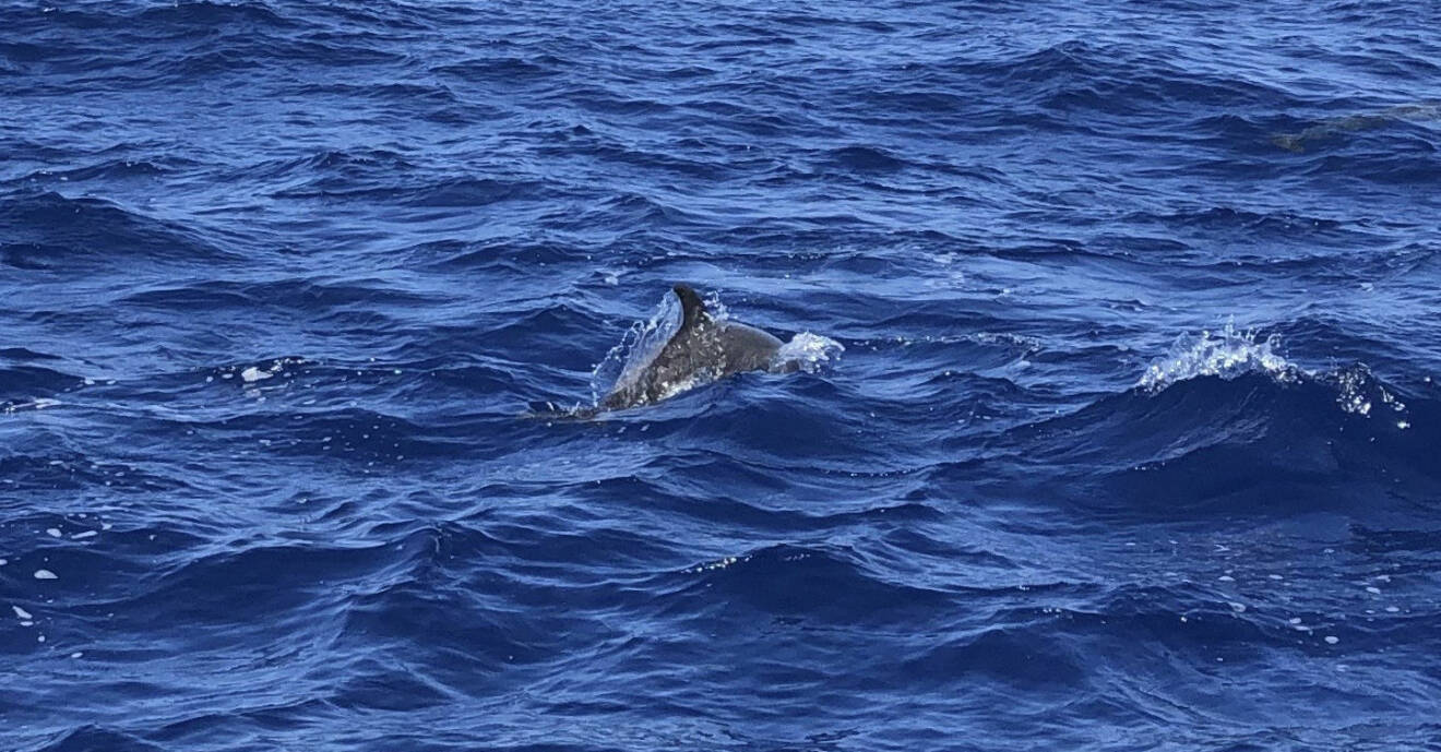 En delfin simmar i vågorna i det blåa havet.