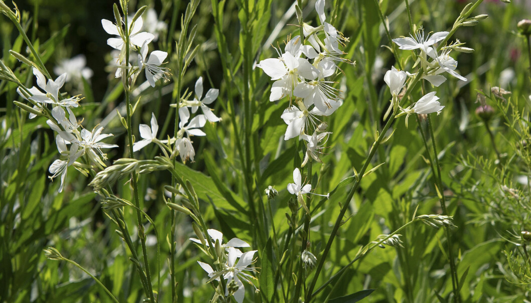 Sommarljus 'Cool Breeze'.