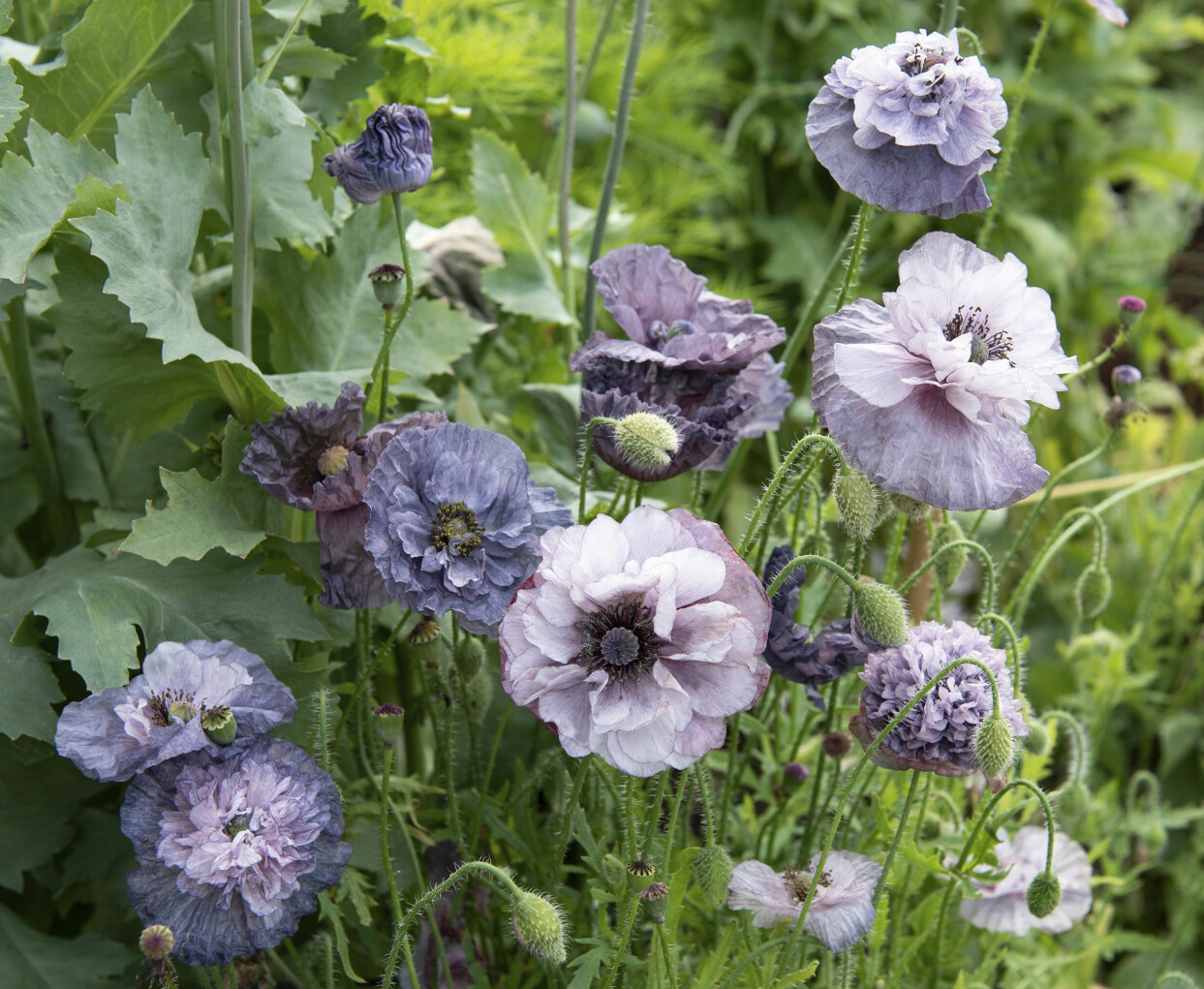 Kornvallmo 'Amazing Grey'.