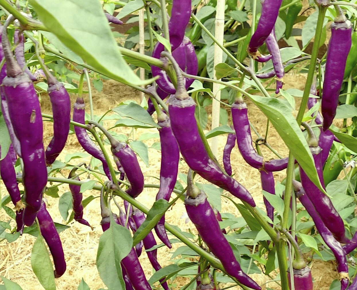 Chilisorten 'Buena Mulata'.