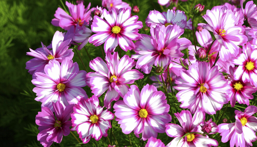 Rosenskäran ’Carriola’.