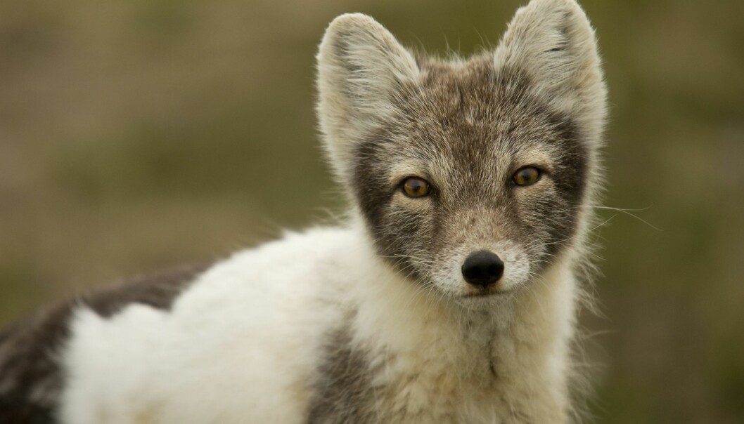 Fjällräv. Foto: Mikael Gustafsson/Naturfotograferna/TT En fjällräv tittar nyfiket in i kameran.