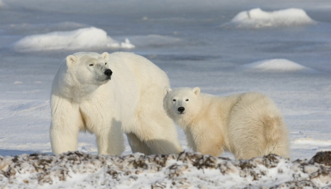 Isbjörnar. Foto: Jonathan Hayward/AP/TT Isbjörnar spanar ut över de snöiga vidderna.
