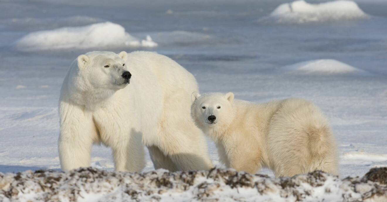 Isbjörnar spanar ut över de snöiga vidderna.