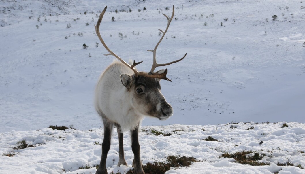 Ren. Foto: Ellen Thornell/REX/TT En ren står på en kulle omgiven av ett snöklätt landskap.