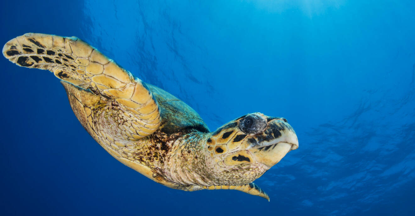 En havssköldpadda simmar under vatten.