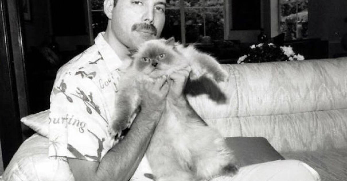 Freddie Mercury och Delilah.