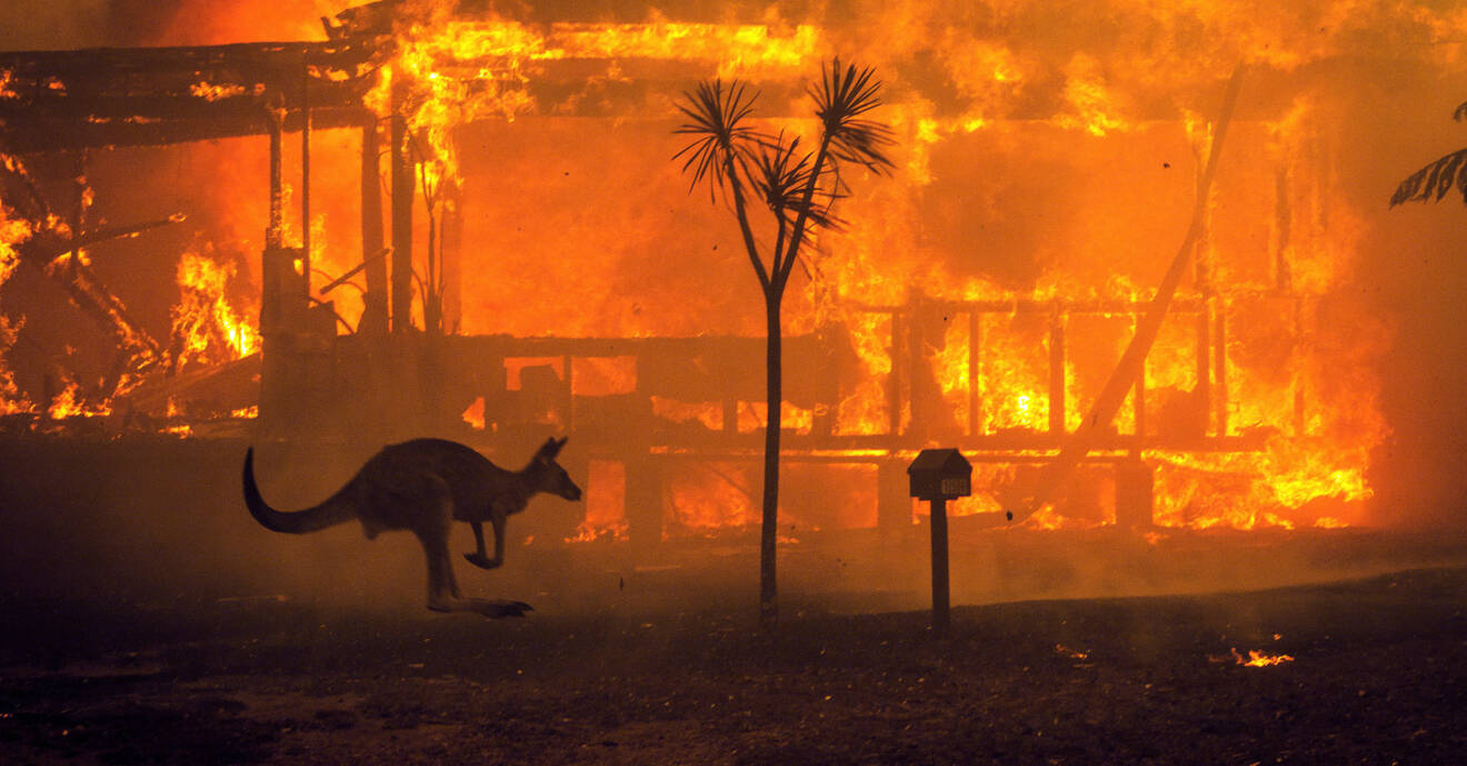En känguru flyr förbi ett brinnande hus i Australien.