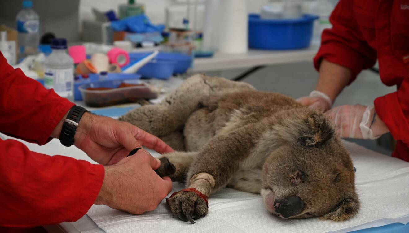En brännskadad koala tas om hand av veterinärer i Australien.