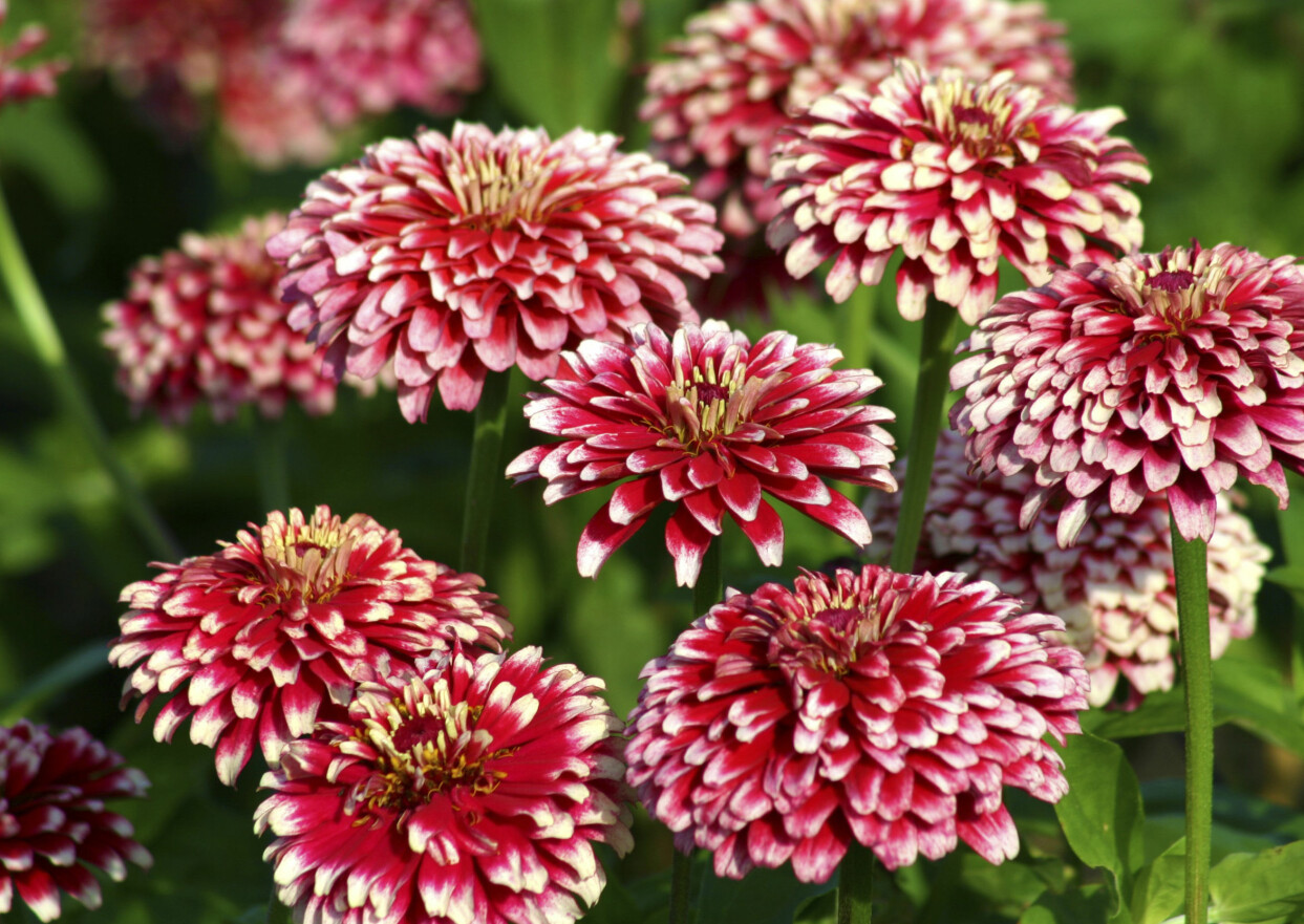 Söta som polkagrisar. Zinnia 'Mazurka' är en lättodlad sommarblomma för rabatt och kruka. Läckert polkagrisrandig och blommar hela
sommaren. Lockar till sig bin och fjärilar. Fin som snitt. Från Wexthuset. Zinnia 'Mazurka' är en lättodlad sommarblomma för rabatt och kruka.