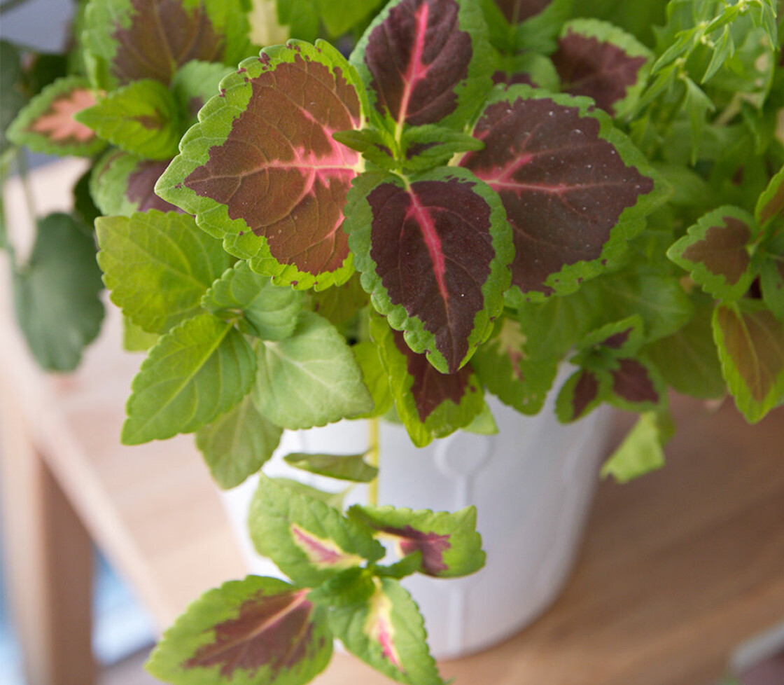 Palettbladet är en lättskött favorit bland sticklingarna. <i>Foto: Shutterstock</i> Palettblad säljer som smör i solsken på auktionssajter som Tradera.