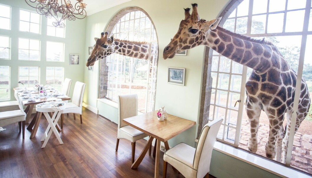 <i>Foto: Giraffe manor</i>