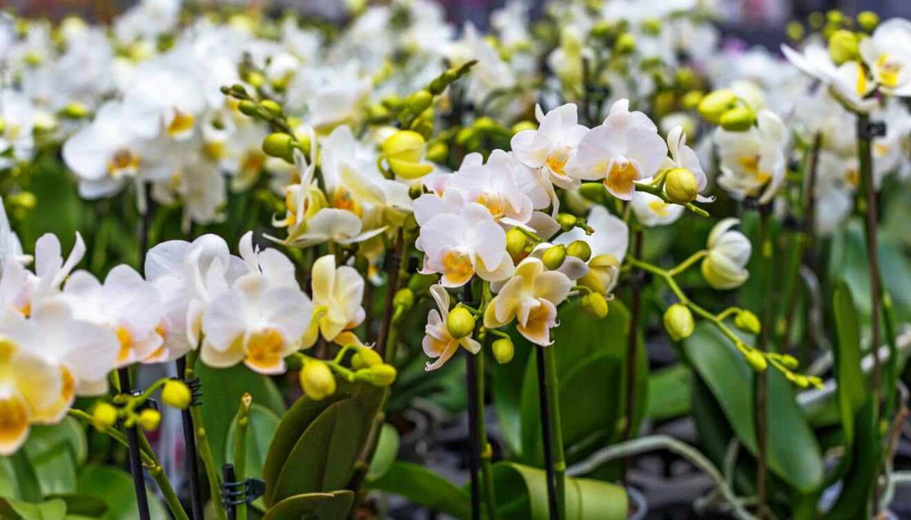 Vita orkidéer som blommar för fullt.