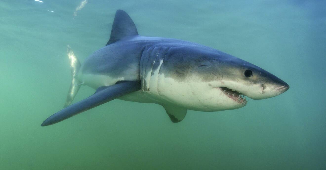 Vithaj anses vara en av de farligaste hajarterna. Foto: TT