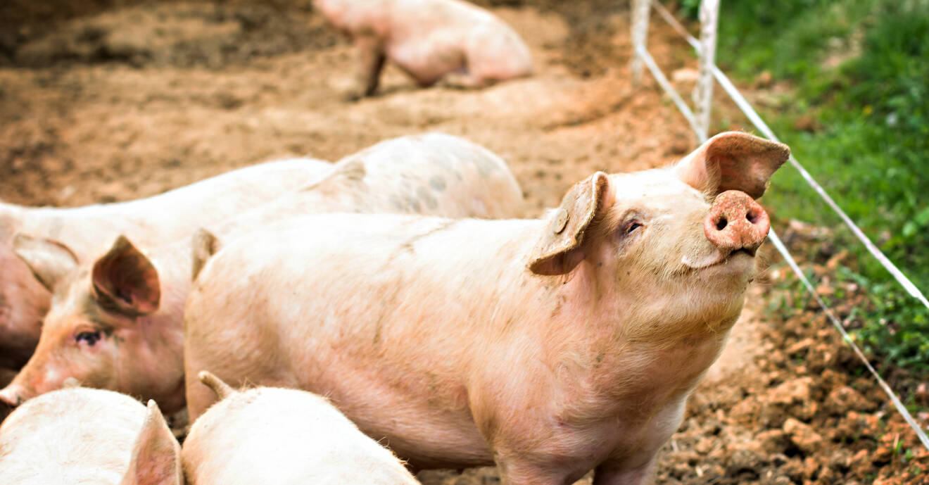 Glada grisar på en gård inför slakten.