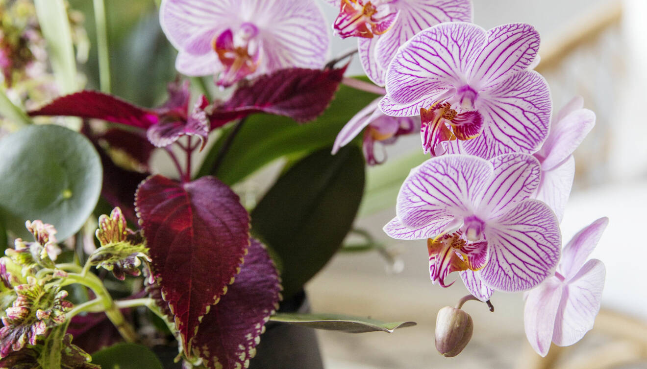Orkidéer samplanterade med palettblad och elefantöra.