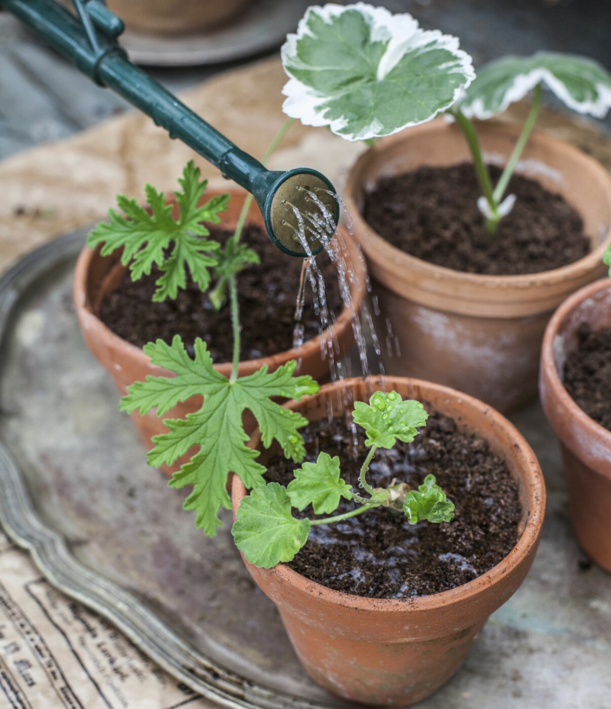 Vattnar pelargonsticklingar.