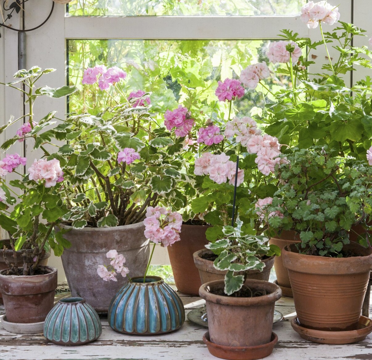 Glada, storvuxna pelargoner.